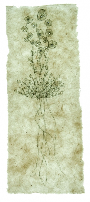 http://jennabonistalli.com/files/gimgs/th-9_5L_Compass-Plant_v2.jpg
