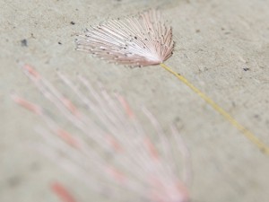 http://jennabonistalli.com/files/gimgs/th-37_Seed_travellers_detail1v2.jpg