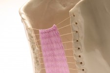http://jennabonistalli.com/files/gimgs/th-67_Purple_Instrument_Detail.jpg